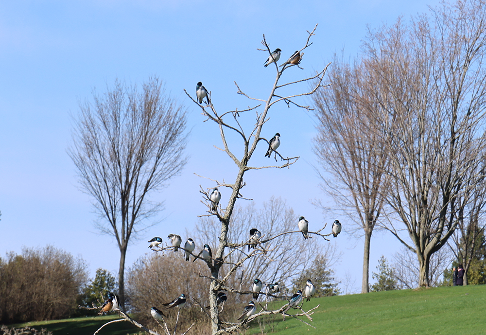 lots of tree swallows sitting in a leafless tree in the middle of a grassy lawn