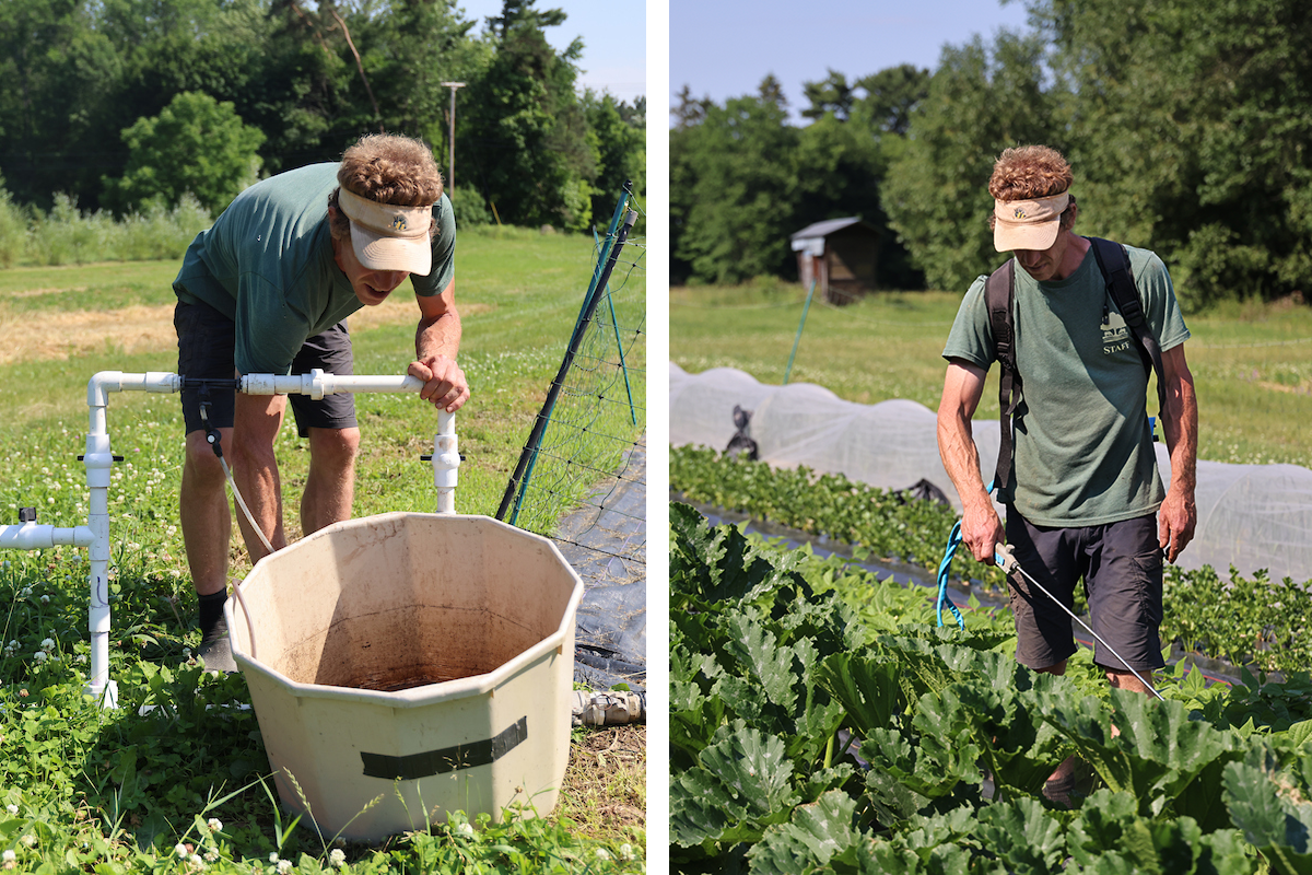 two photos: man bending over a big bucket and white pipes in the garden, and the same man carrying a rod that is spraying organic fertilizer on zucchini crop