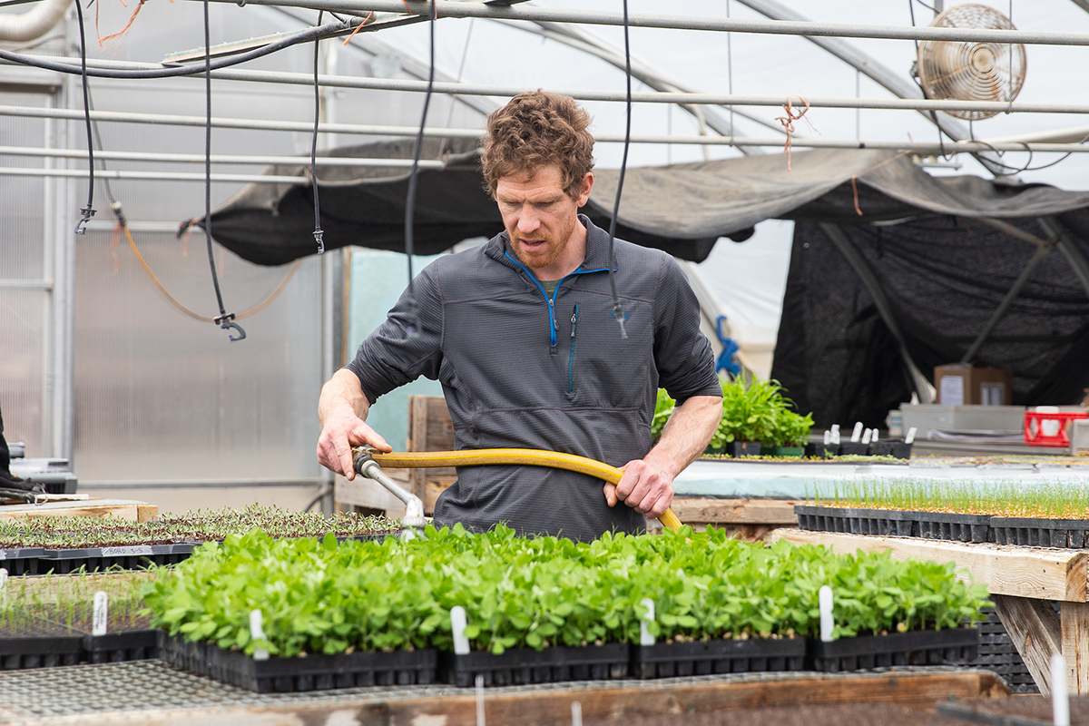 Man in greenhouse watering small plants with a hose