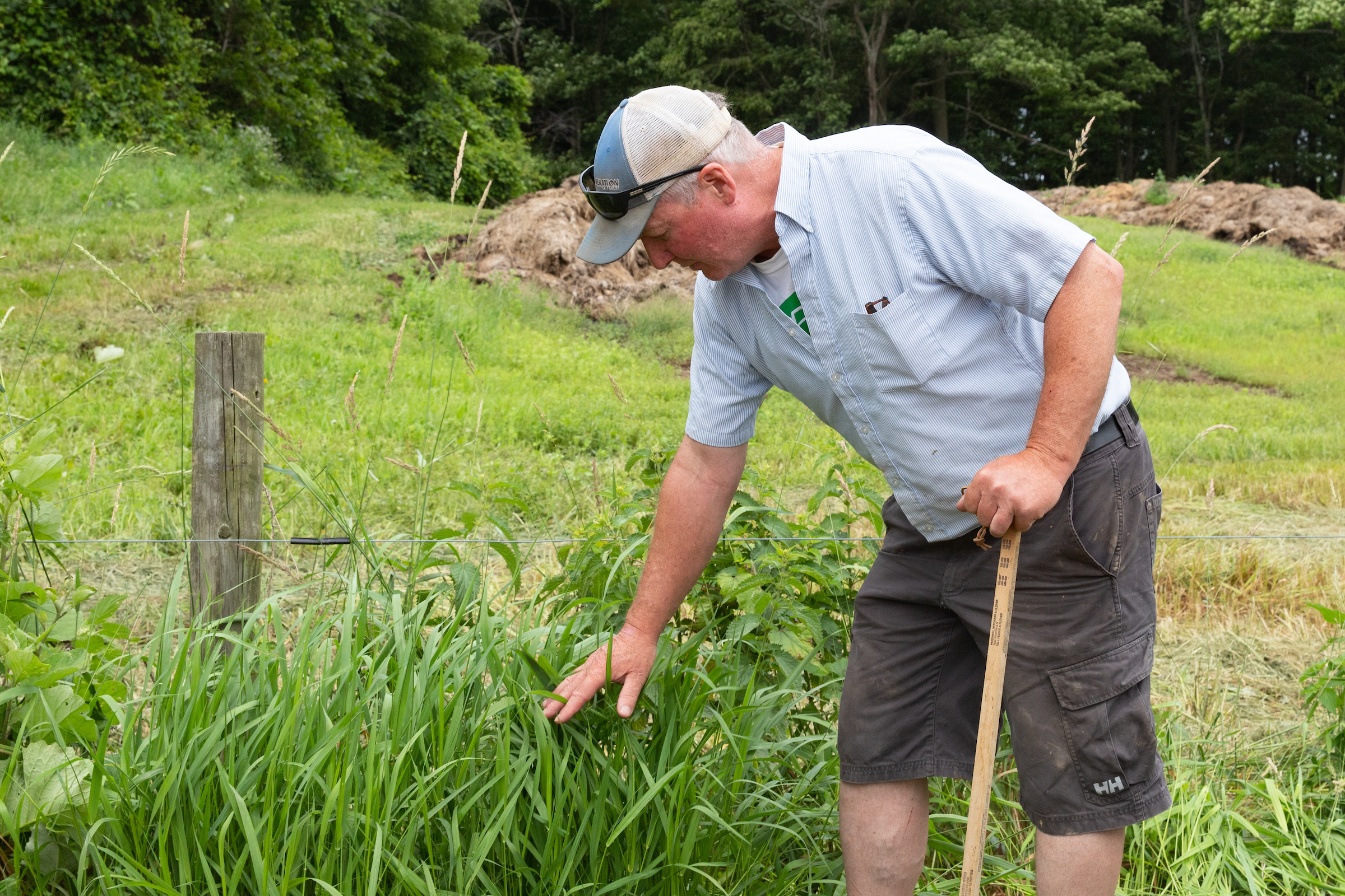 Man in baseball hat and shorts on edge of field inspecting a plant