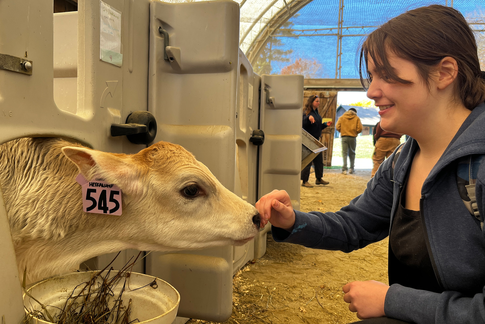 Young person pets a calf in a diary barn setting.