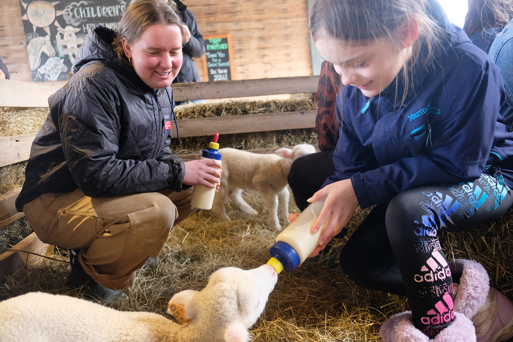 Two young people bottle feed lambs in a farmyard
