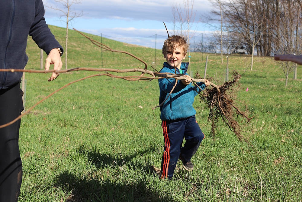 young boy in a green field carrying a small, bare-rooted tree towards the camera for planting.