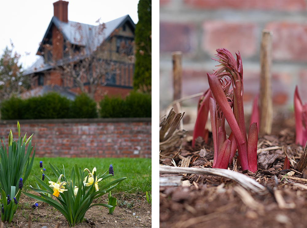 Side by side photos: daffodils and grape hyacinths with brick wall and inn behind them. Second photo: close up of young peony shoots