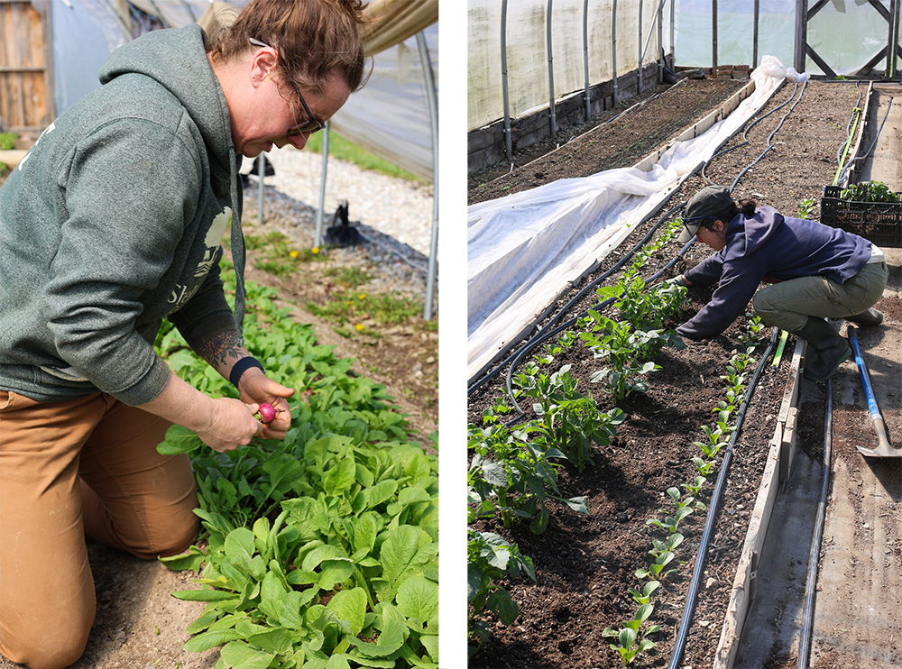 two photos: First one of woman inside hoophouse kneeling beside a bed of radishes with one red radish in her hand. Second photo: woman planting dahlia plants in hoop house.