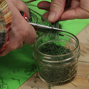 A closeup of a persons hands cutting pine needles with scissors into a mason jar