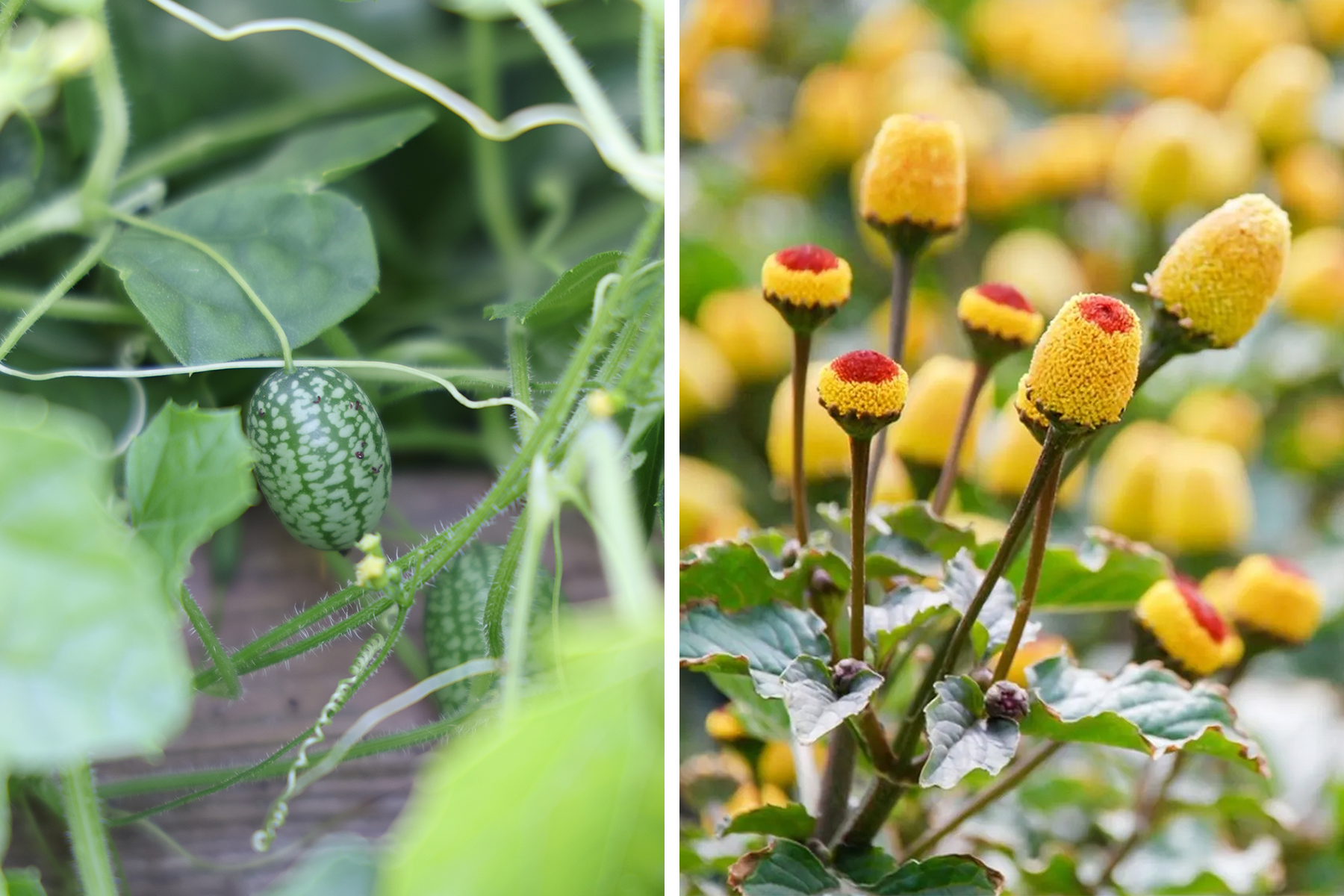 Mouse melons (left) and buzz buttons (right).