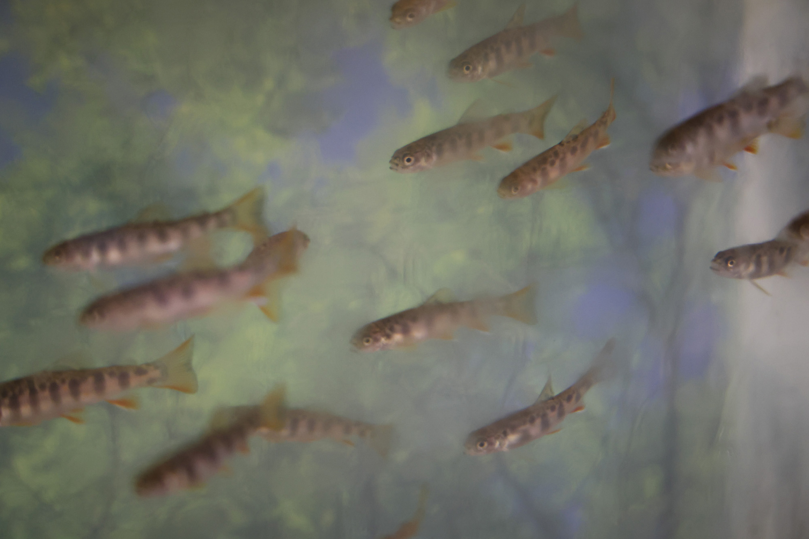 Small fish swim in a tank