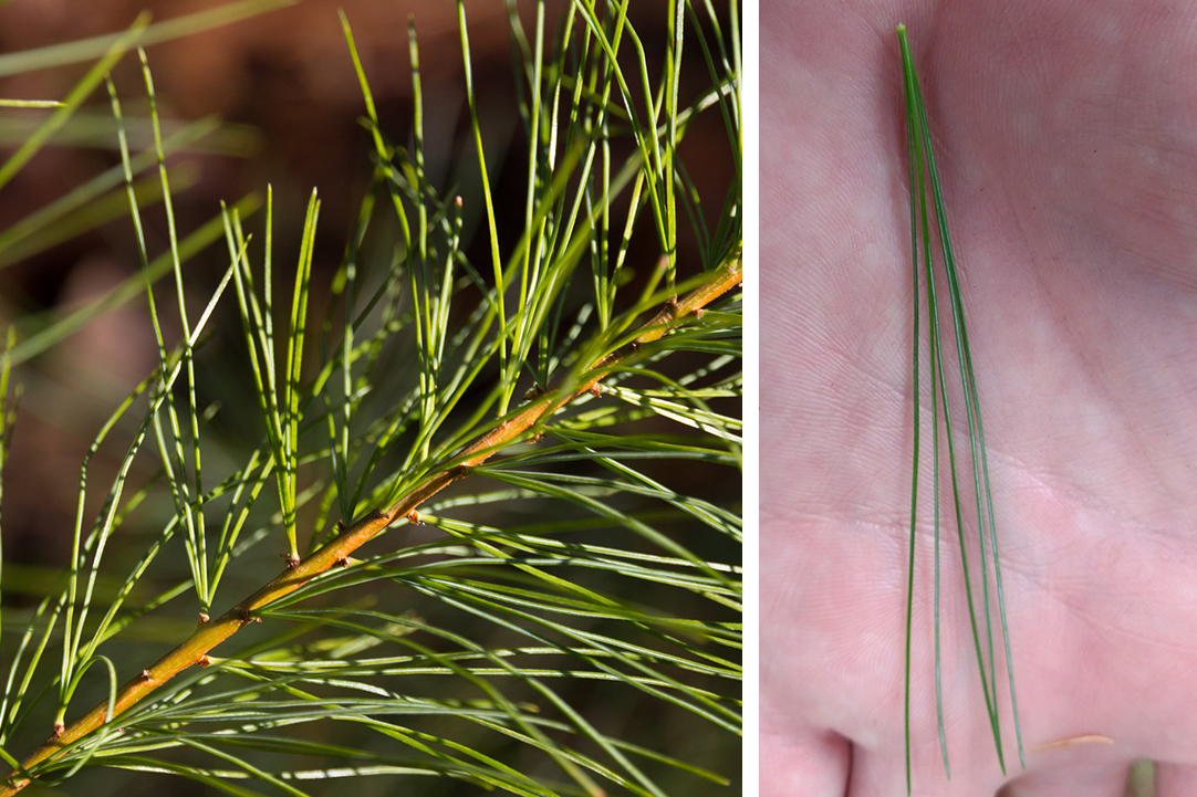 Two photos of white pine needles