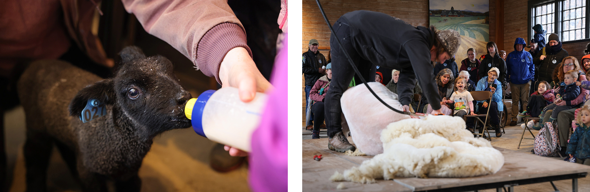 two photos: at left is close up of a black lamb being bottle fed. At right is a crowd of seated people watching a woman shear a sheep.