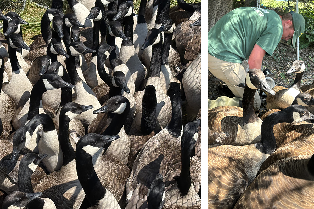 Canada geese crowded inside a fence. Second photo of man in green shirt bending over a goose to band it