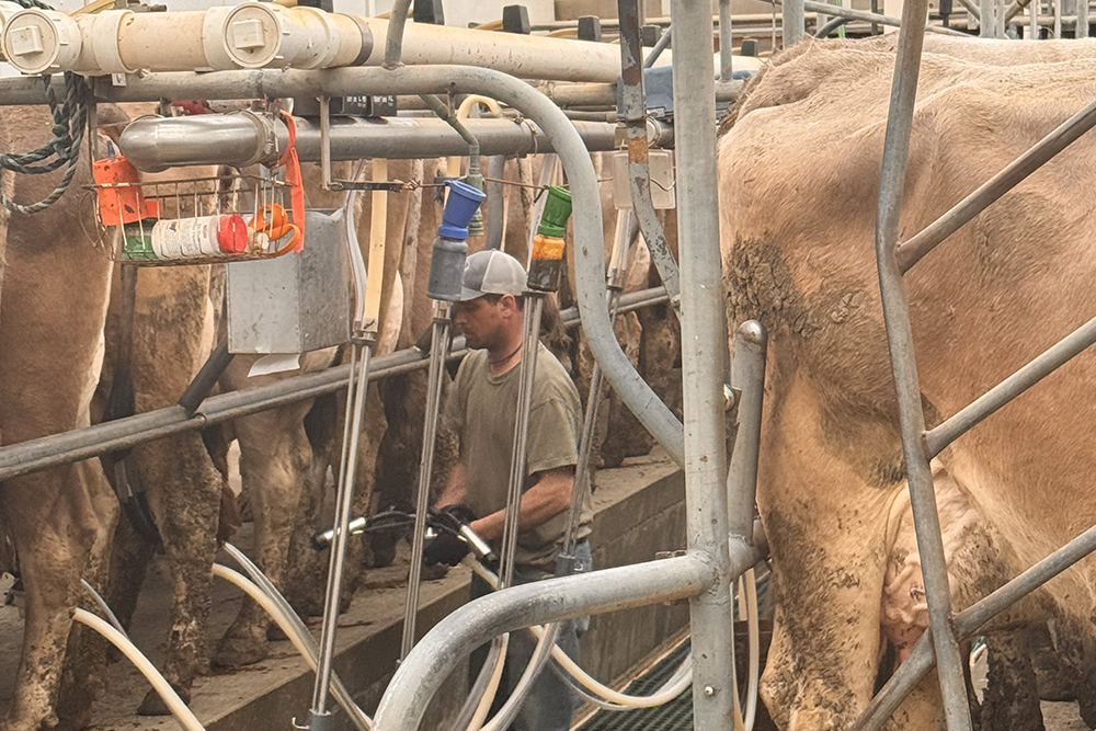 man in a milking parlor attaching cups to a line of brown cows.