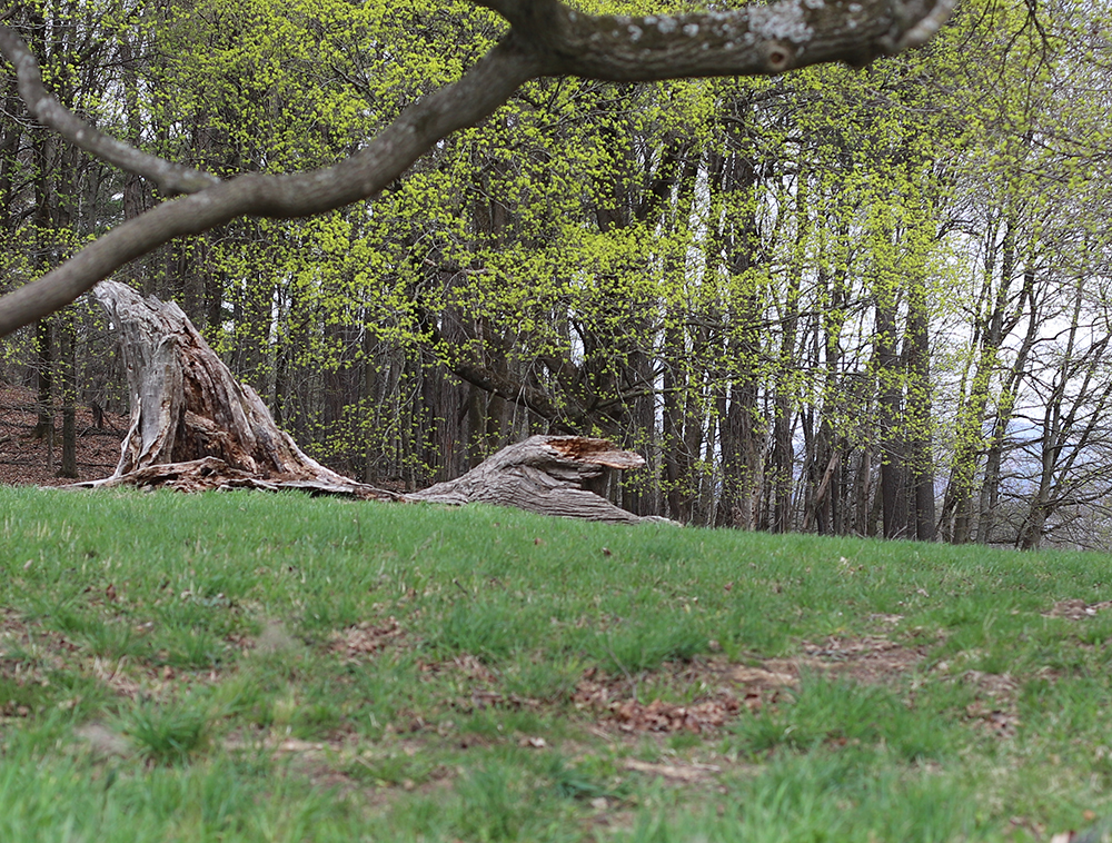 fallen log in a field