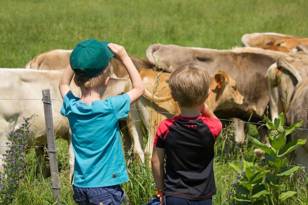 kids looking at cows
