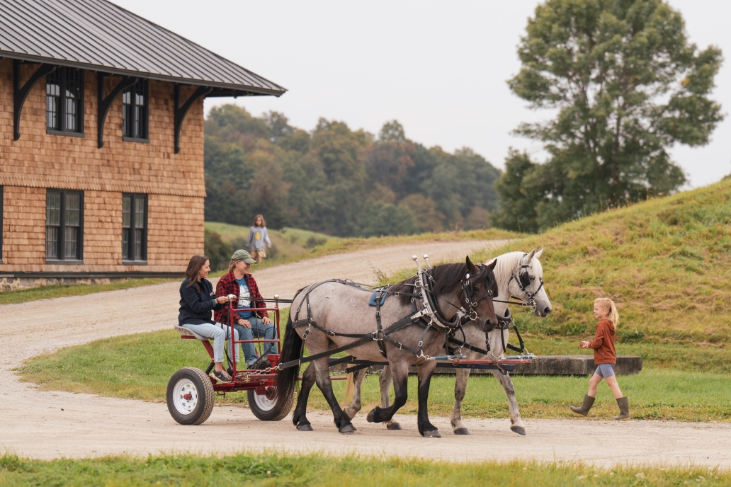 draft horses pulling carriages 