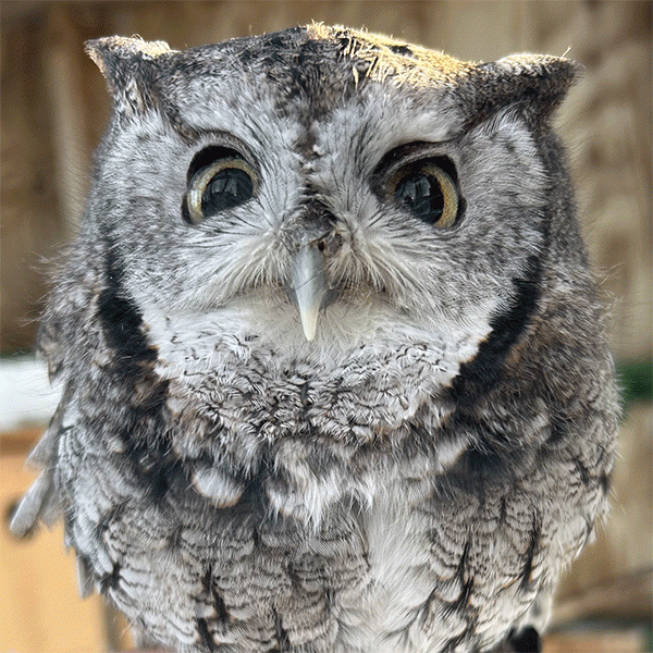 two images - small gray owl and small gray owl