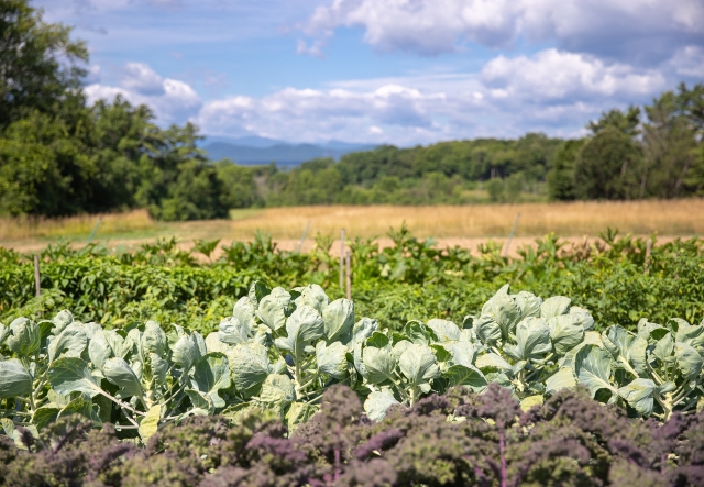 crops
