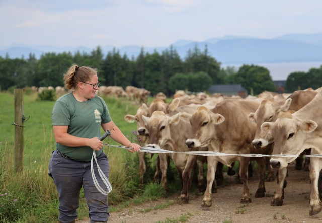 herdsman opening gate for herd of brown swiss cows to enter a pasture. Lake and mountains in distance.