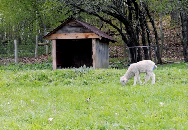 A white lamb grazes in a green field.