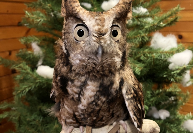 owl