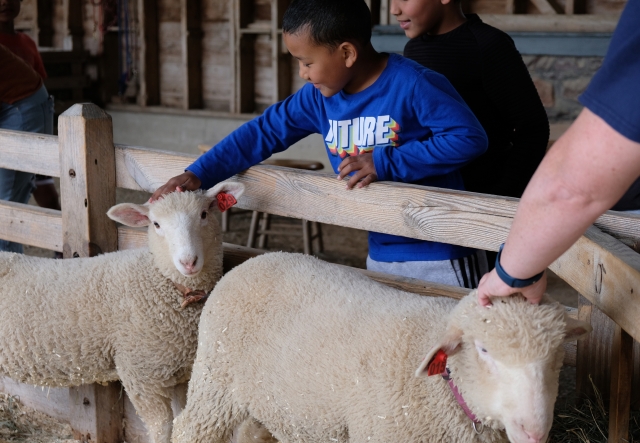 Boy patting sheep