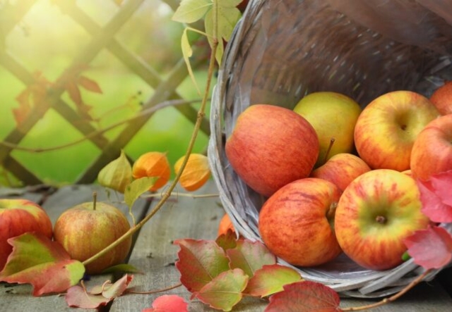 apples in a basket