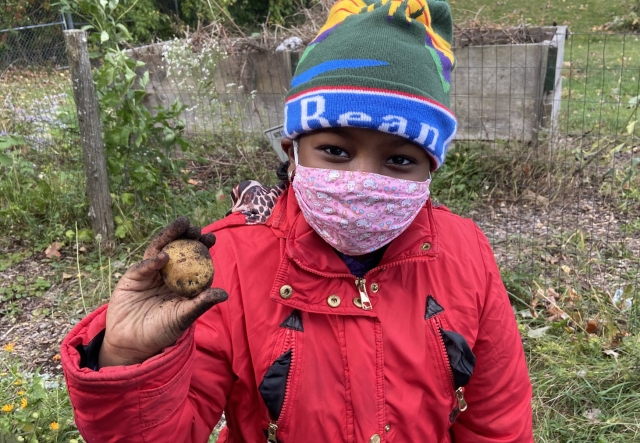 A child in a mask and winter coat holds up a freshly harvested potato.