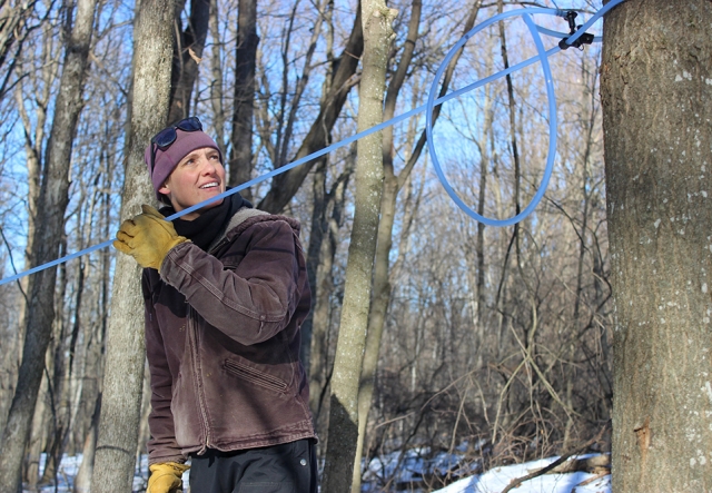 woman in winter coat and work gloves inspecting a tap line in the woods.