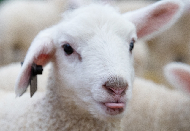 a lamb's face