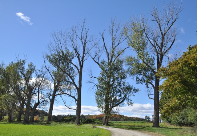 trees