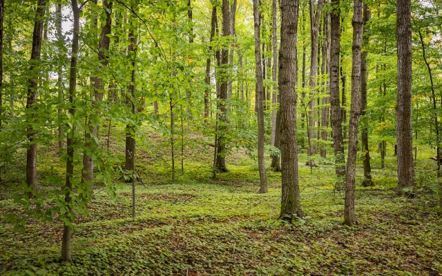summer forest