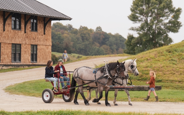 draft horses pulling carriages 