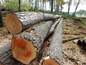 raw logs