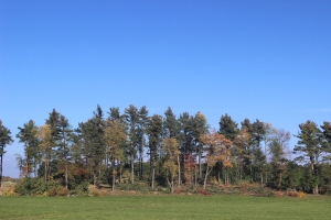 sustainable forestry on evergreen plantation