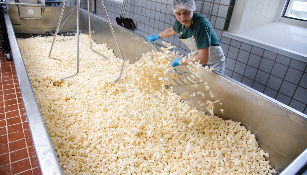 A cheesemaker stirs curds in a metal vat